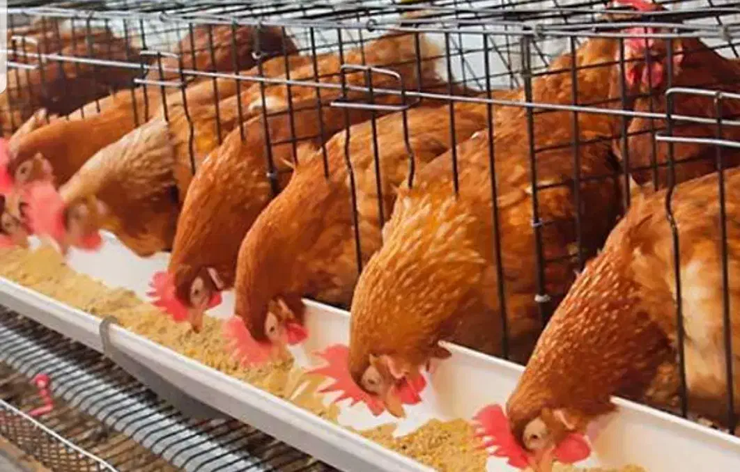 کار در سالن و نظافت|استخدام سرایداری و نظافت|اصفهان, عاشق‌آباد|دیوار