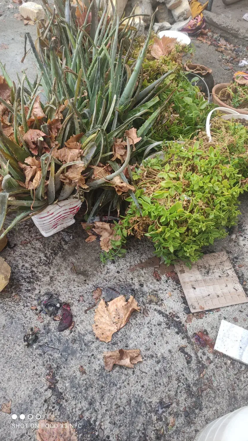 گل آلوورا|گل و گیاه طبیعی|رباط‌کریم, الارد|دیوار