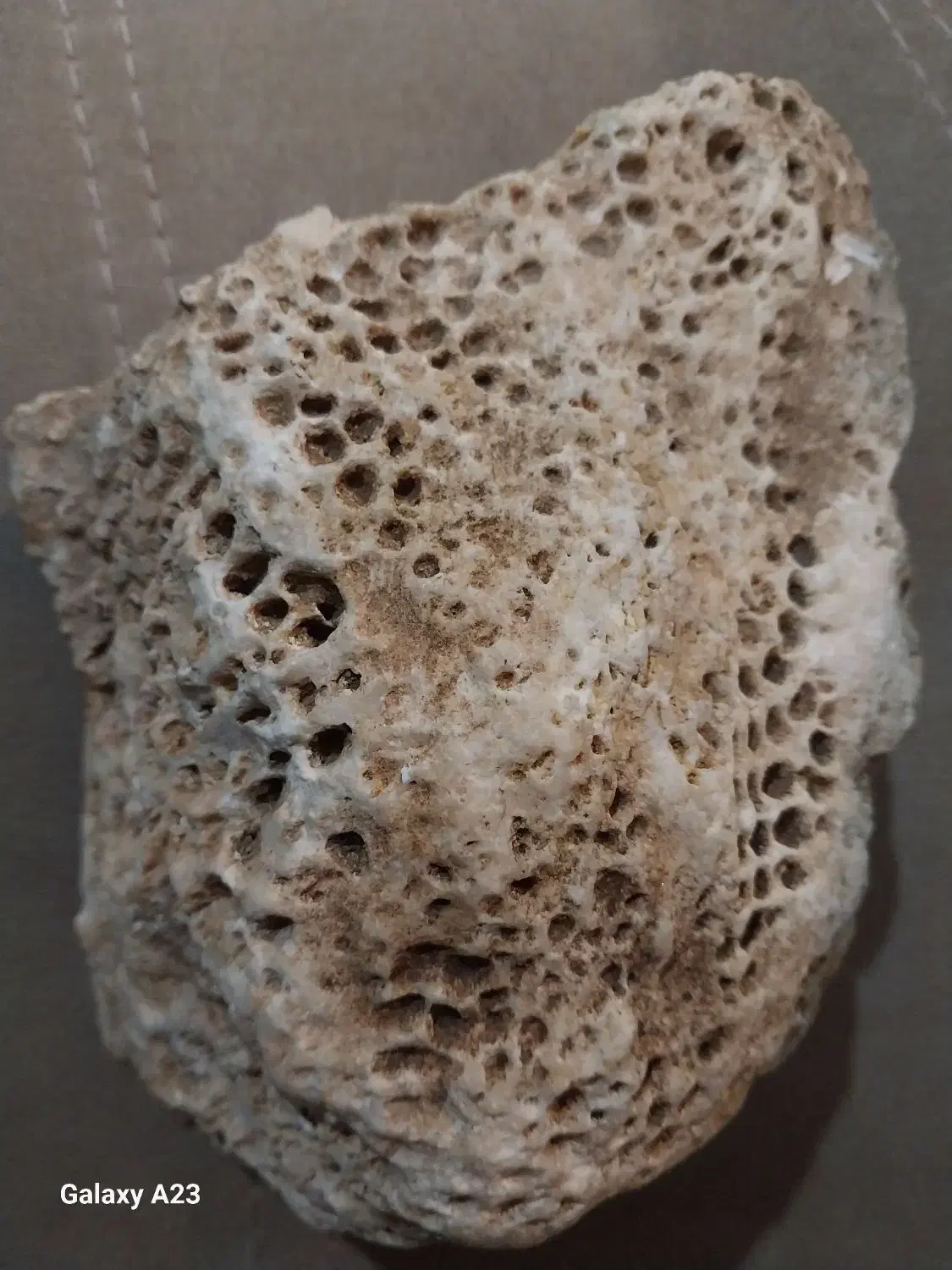 فسیل|کلکسیون اشیاء عتیقه|ارومیه, |دیوار