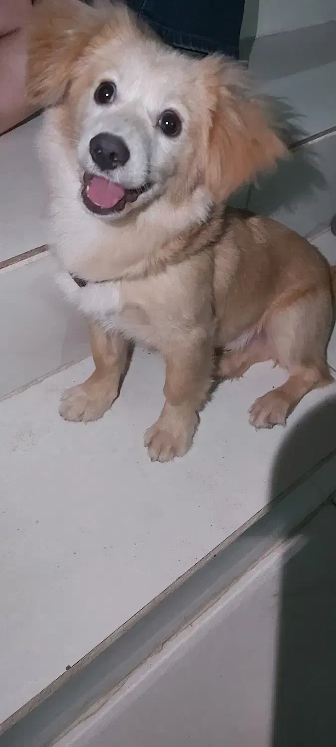 شیتزو روباهی|سگ|کوچصفهان, |دیوار