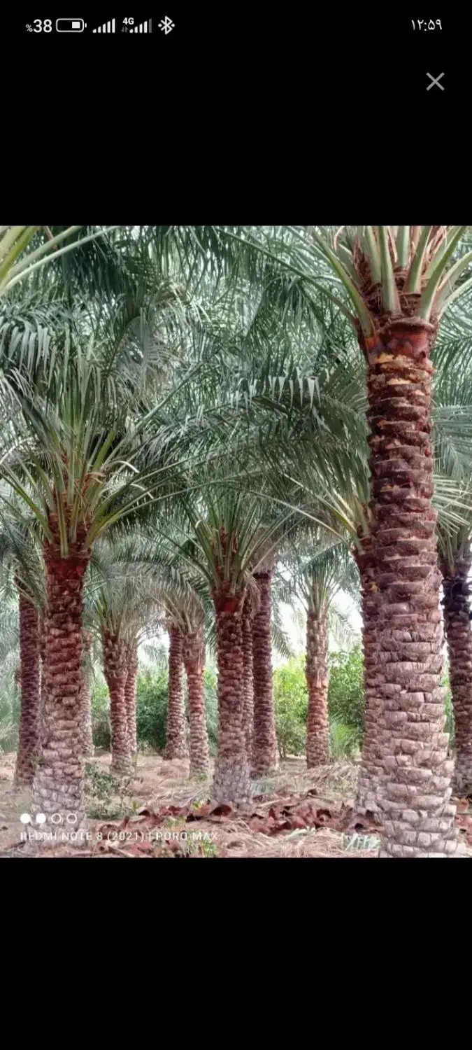 حرس درخت خرما|خدمات باغبانی و درختکاری|جیرفت, |دیوار