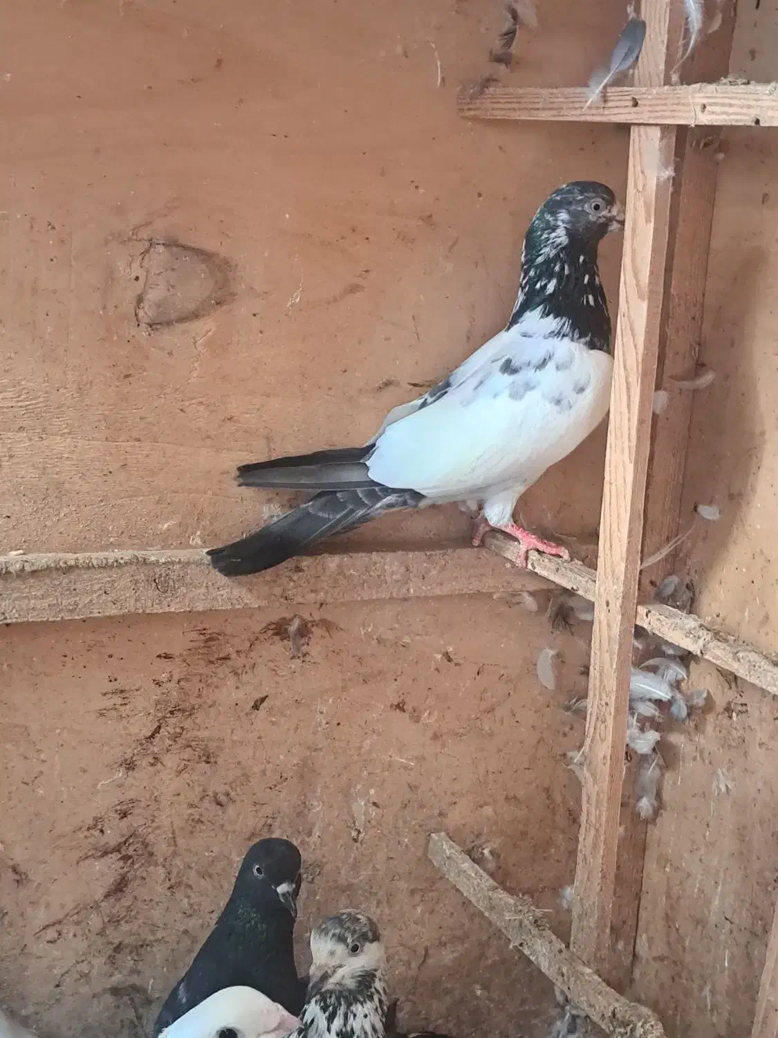 فروش یا معاوضه پرنده زیر قیمت و با اصالت|پرنده|بابل, |دیوار