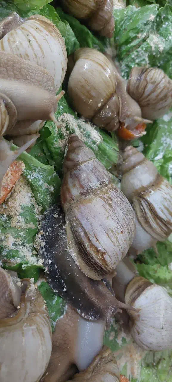 حلزون سوپر مولد و۳۰ کیلو مکمل|خزنده|تهران, تهرانسر مرکزی|دیوار