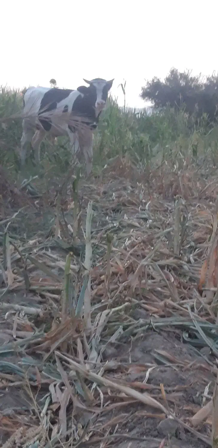 گوساله|حیوانات مزرعه|ارزوئیه, |دیوار