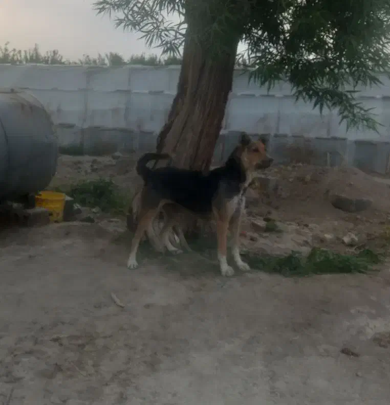 واگذاری لاس سرابی گله ای|سگ|فلاورجان, |دیوار