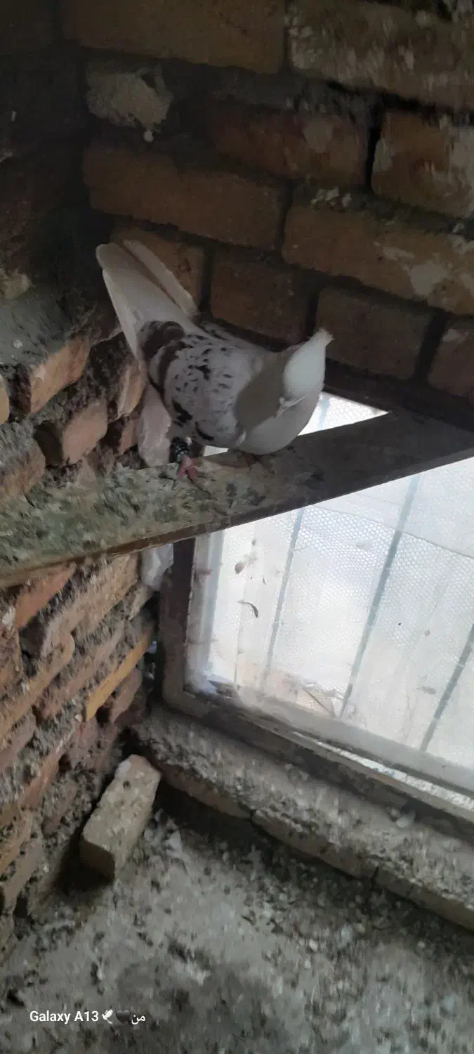 گرده ای|پرنده|دورود, |دیوار