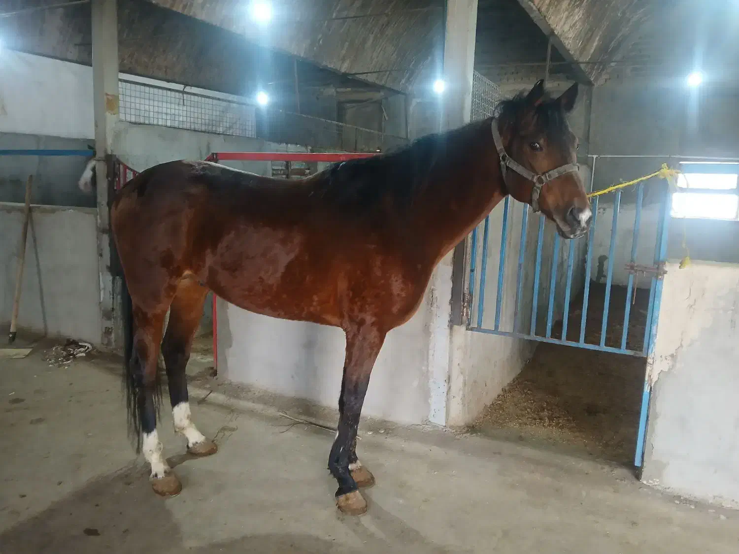 اسب دو خون|اسب و تجهیزات اسب‌سواری|خوی, |دیوار