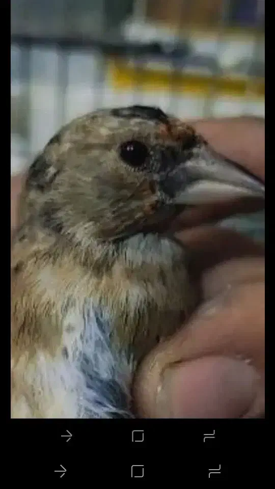 سهره|پرنده|تهران, فلاح|دیوار