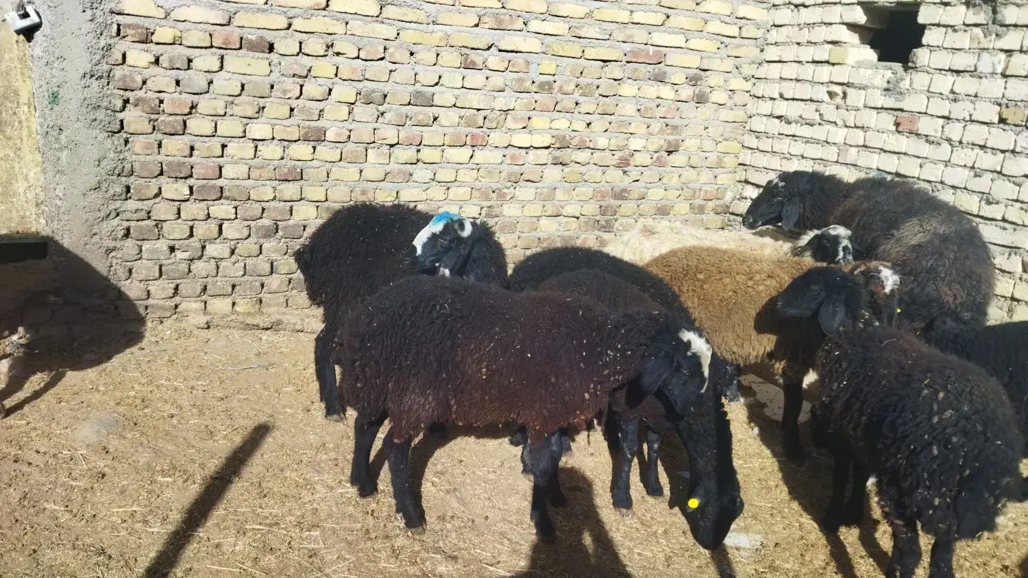 بره نر شیر مست|حیوانات مزرعه|هشتگرد, شهرک صنعتی هشتگرد|دیوار