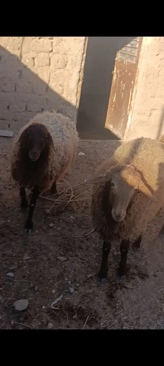 میش جمل زا|حیوانات مزرعه|گزیک, |دیوار