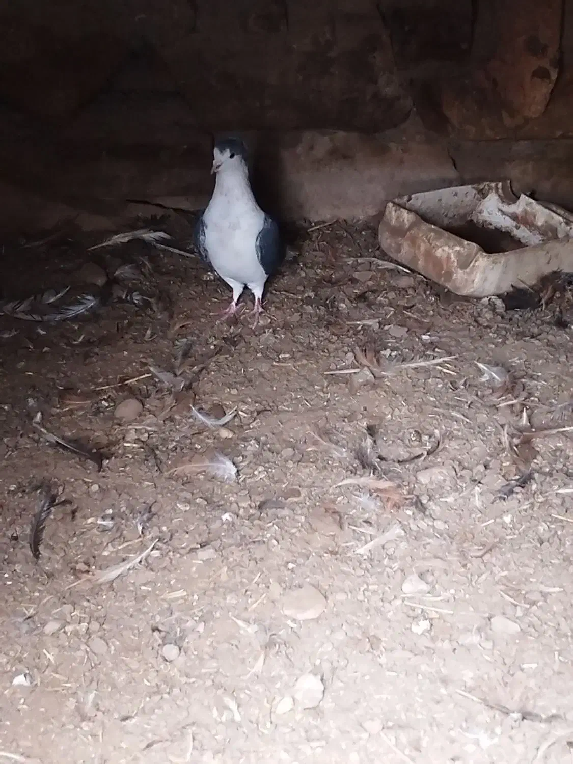 کفتر|پرنده|عطاملک, |دیوار