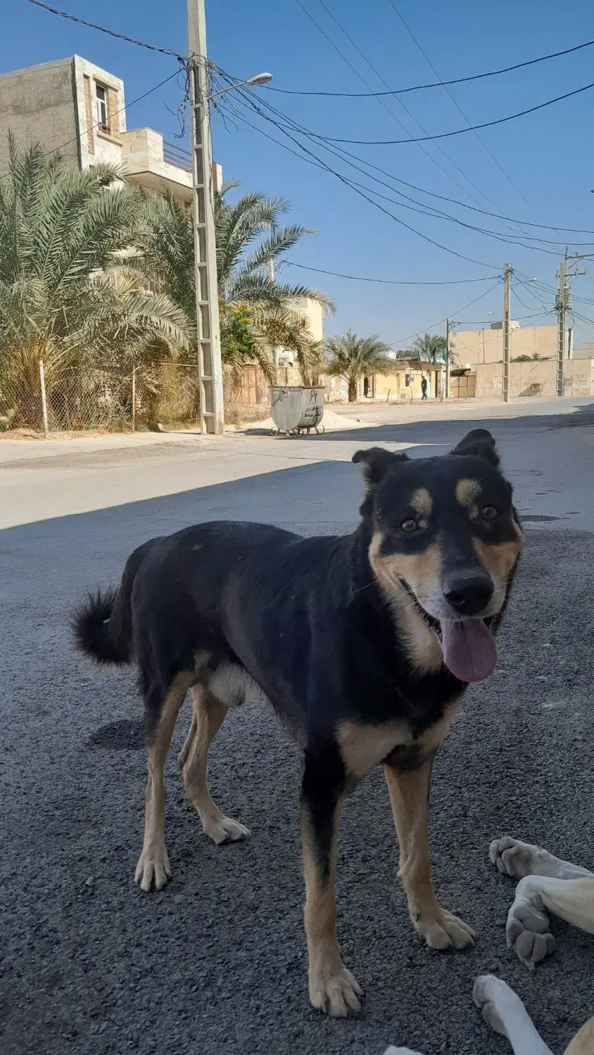 ژرمن|سگ|بندر ماهشهر, |دیوار