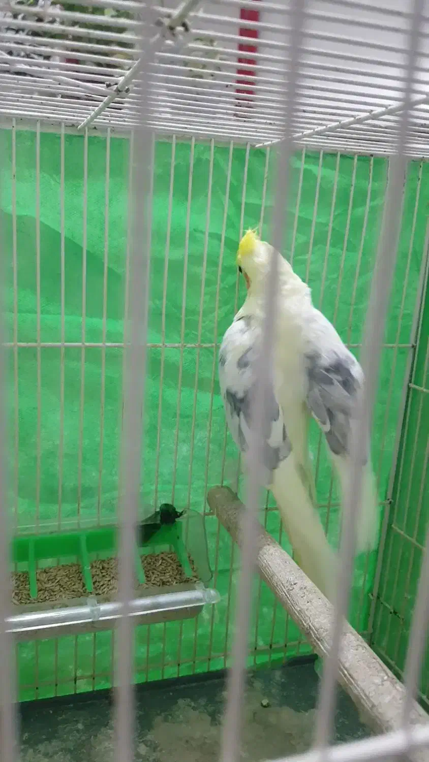 عروس هلندی نر دوکت زعفرانی بالغ|پرنده|کلاله, |دیوار