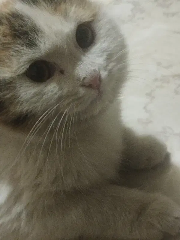 4 گربه خانگی|گربه|یزد, |دیوار