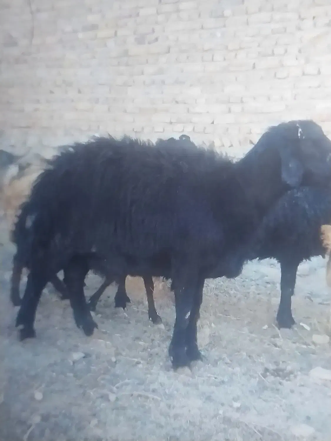 قوچ قرقزل|حیوانات مزرعه|طاغنکوه, |دیوار