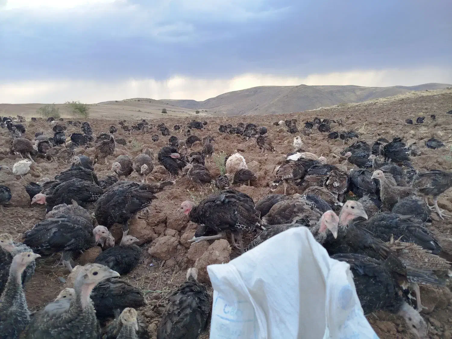 حیوانات ومزرعه|حیوانات مزرعه|کاغذکنان, |دیوار