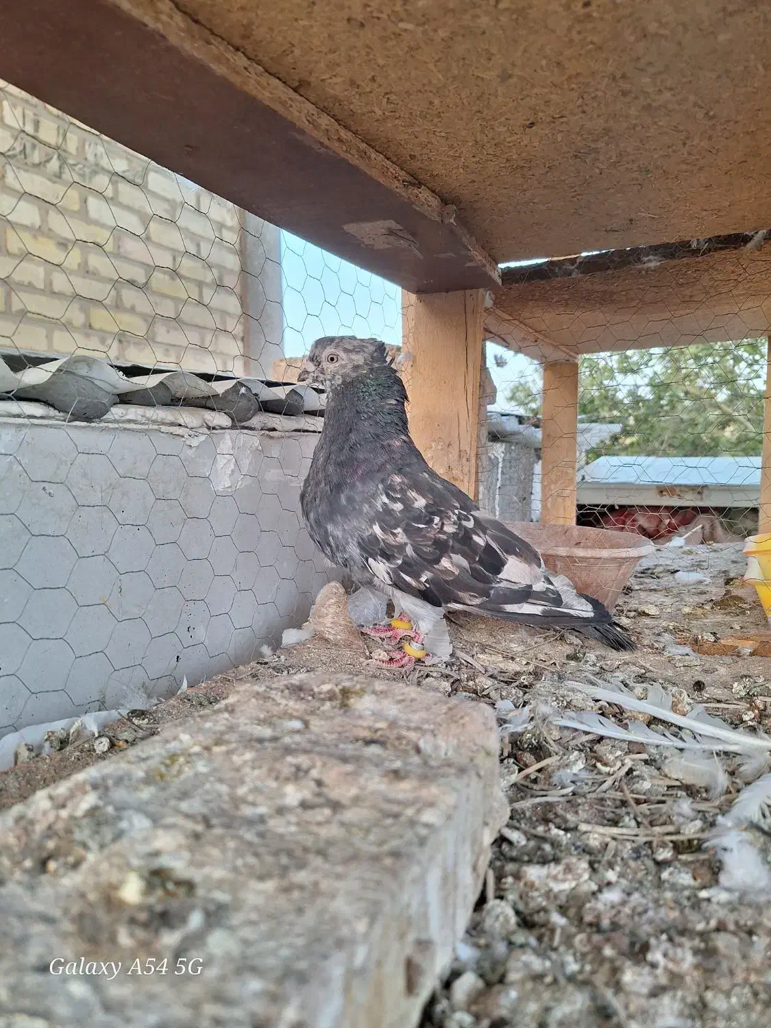 کبوتر سرور نر|پرنده|فولادشهر, A1|دیوار