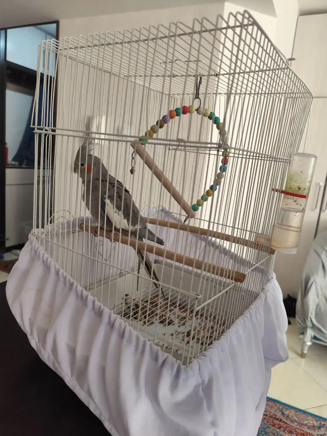 عروس هلندی|پرنده|فولادشهر, مسکن مهر فولادشهر|دیوار