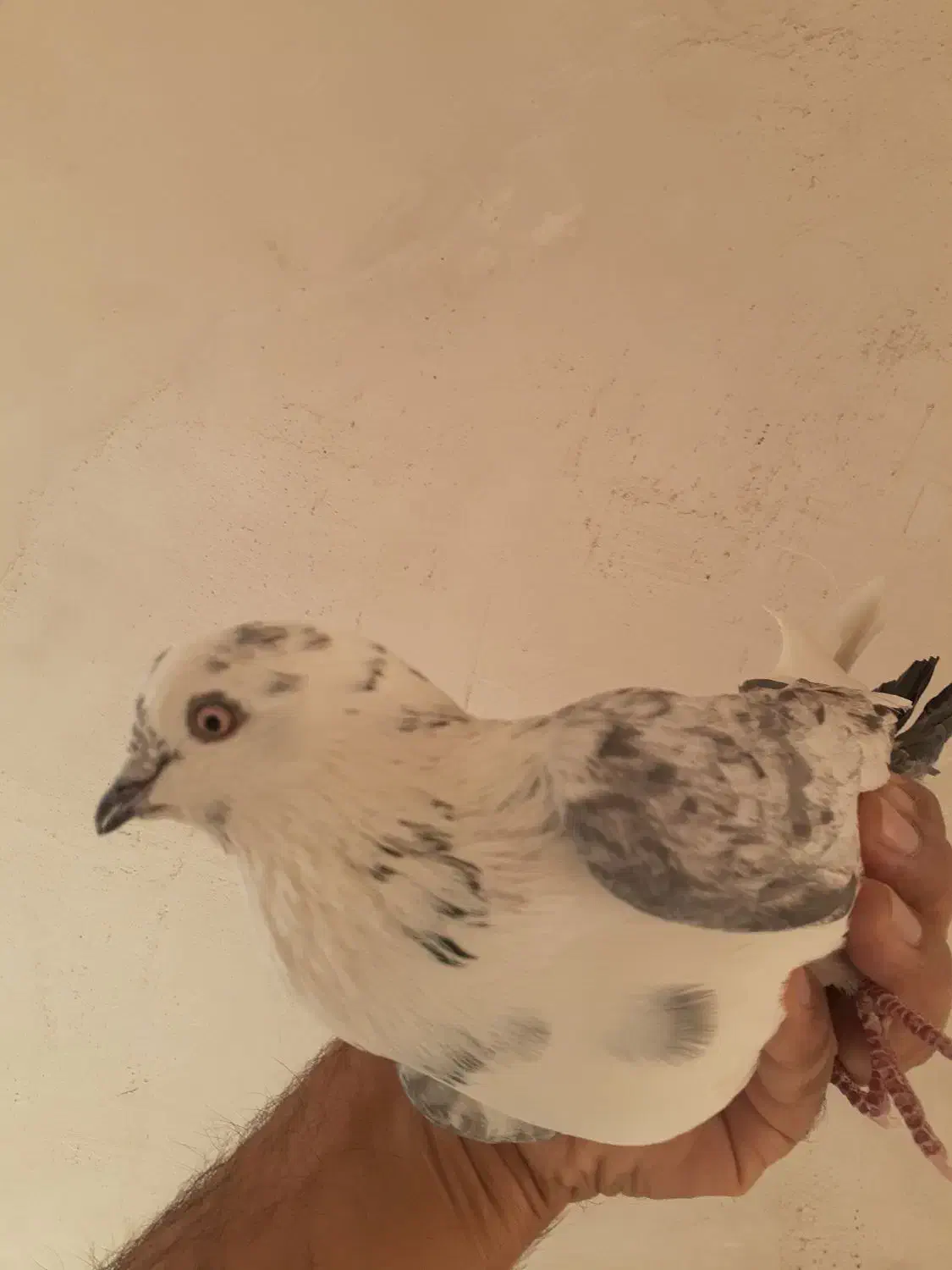 کبوتر‌ مفت|پرنده|تهران, امیر بهادر|دیوار