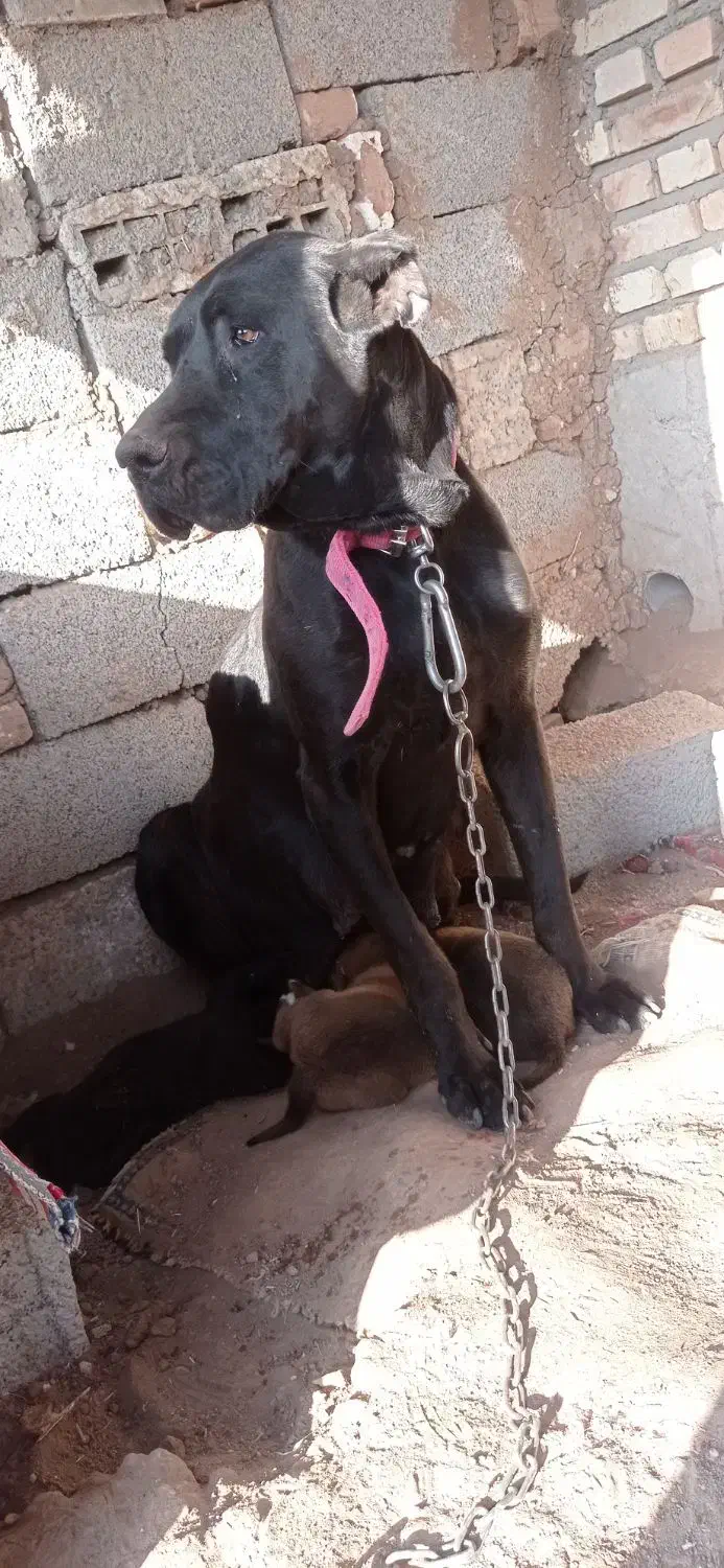 سرابی|سگ|اردبیل, |دیوار