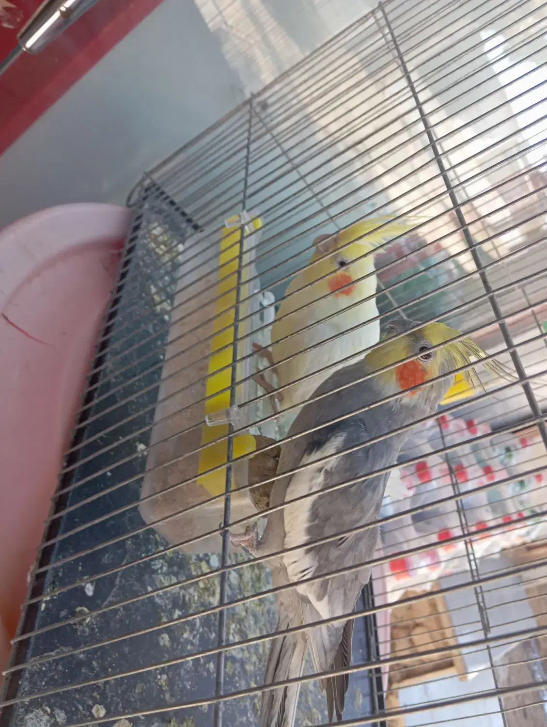 عروس هلندی مولد|پرنده|نورآباد, |دیوار