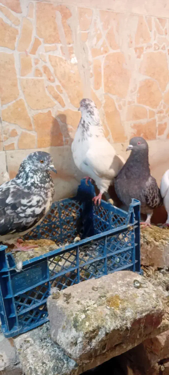 چن جفت کفتر|حیوانات|نظرآباد, نجم آباد|دیوار