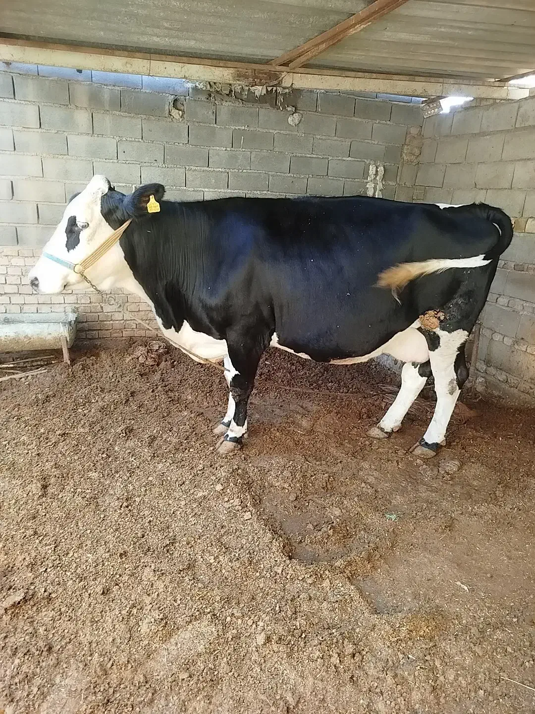 گاو شیری مونتبلیارد|حیوانات مزرعه|آق قلا, |دیوار