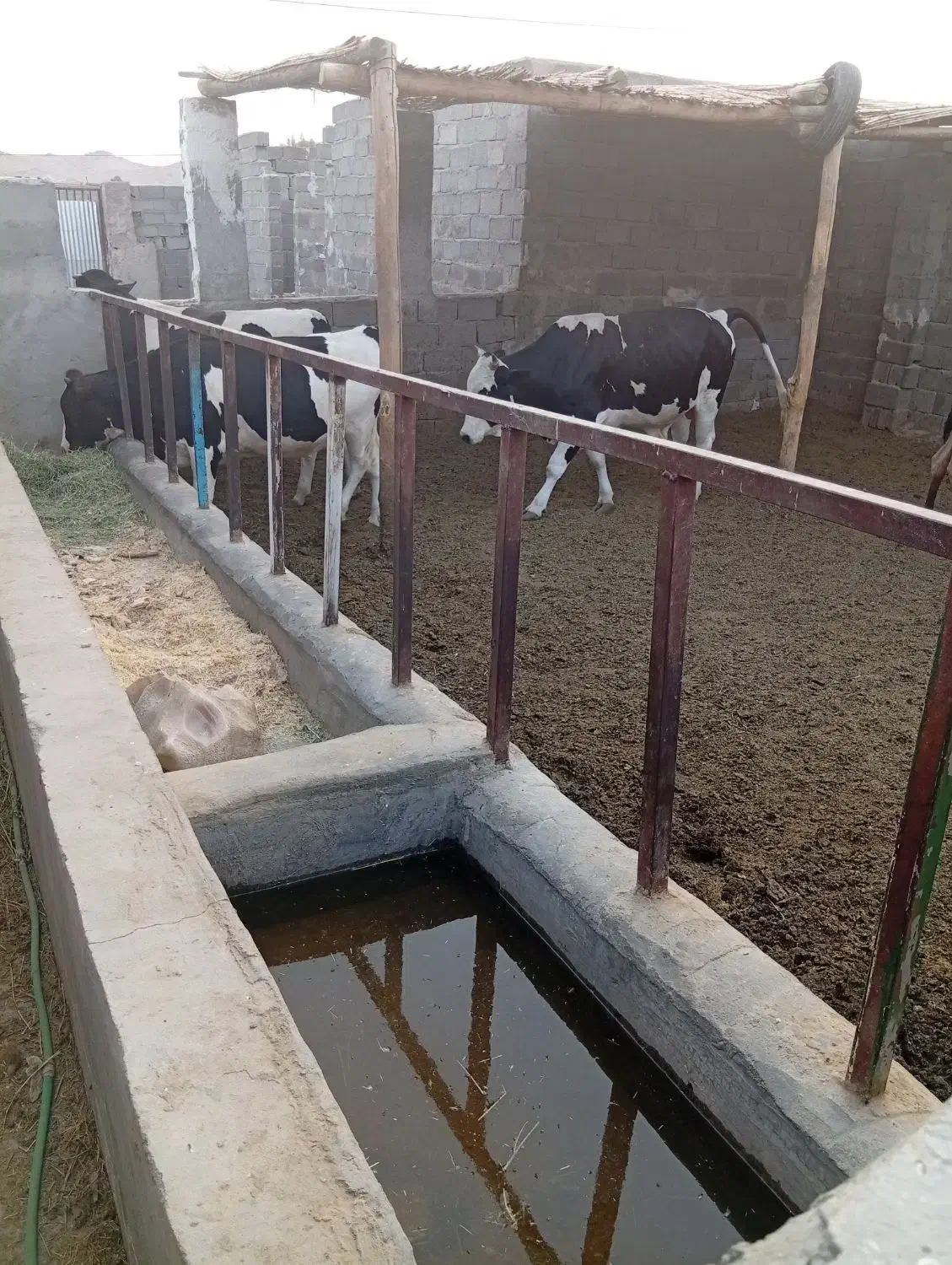 گاوداری فروشی|فروش دفتر صنعتی، کشاورزی، تجاری|زاهدان, |دیوار