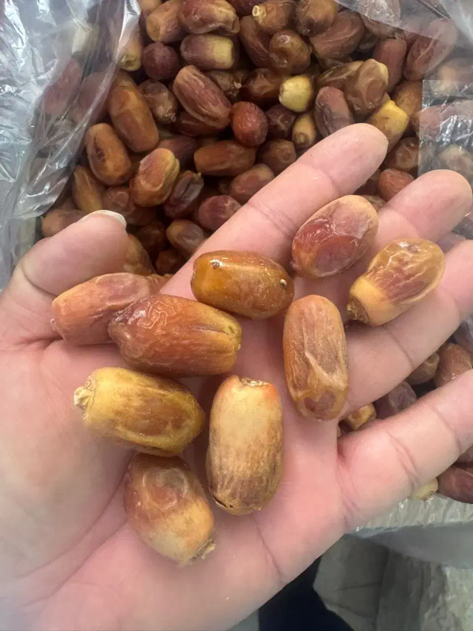 خرمای زاهدی|خوردنی و آشامیدنی|شیراز, لاله|دیوار