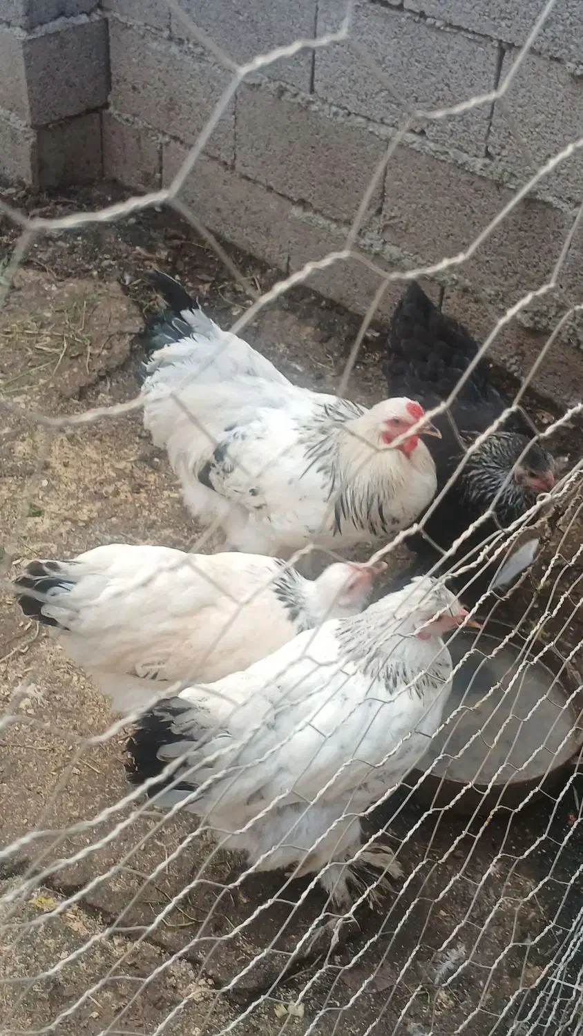 مرغ وخروس برهما لایت|حیوانات مزرعه|سنگر, |دیوار