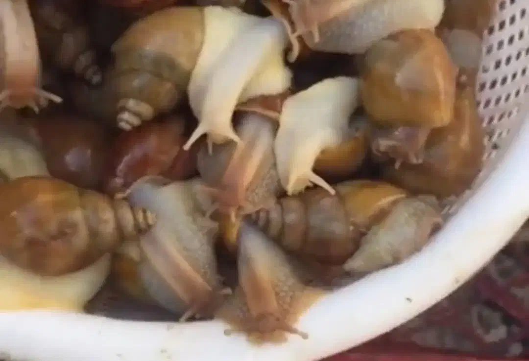 حلزون اچاتینا،البینو|خزنده|ورامین, ورامین|دیوار