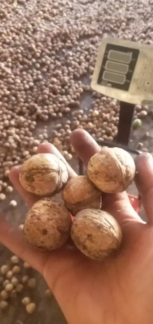 گردوالشتر|خوردنی و آشامیدنی|دره شهر, |دیوار