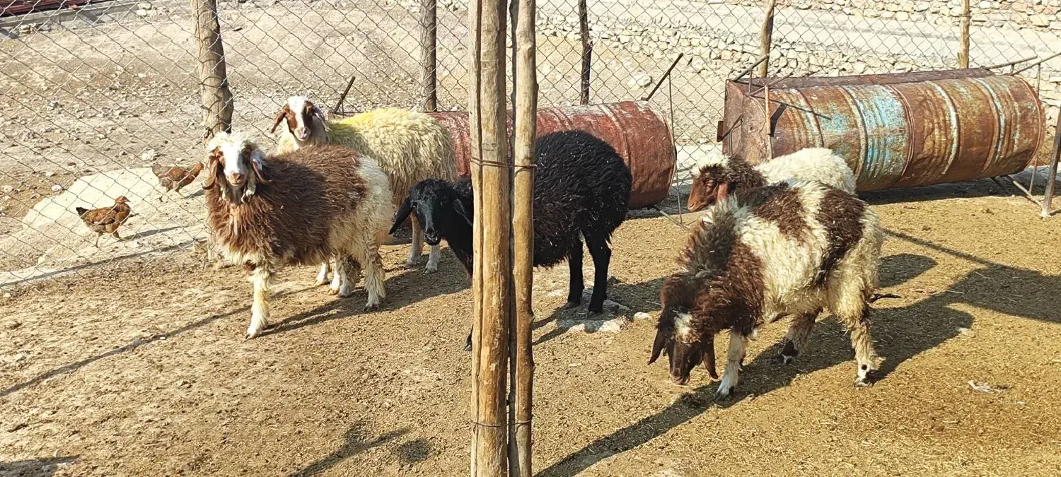 بره ماده|حیوانات مزرعه|هندمینی, |دیوار