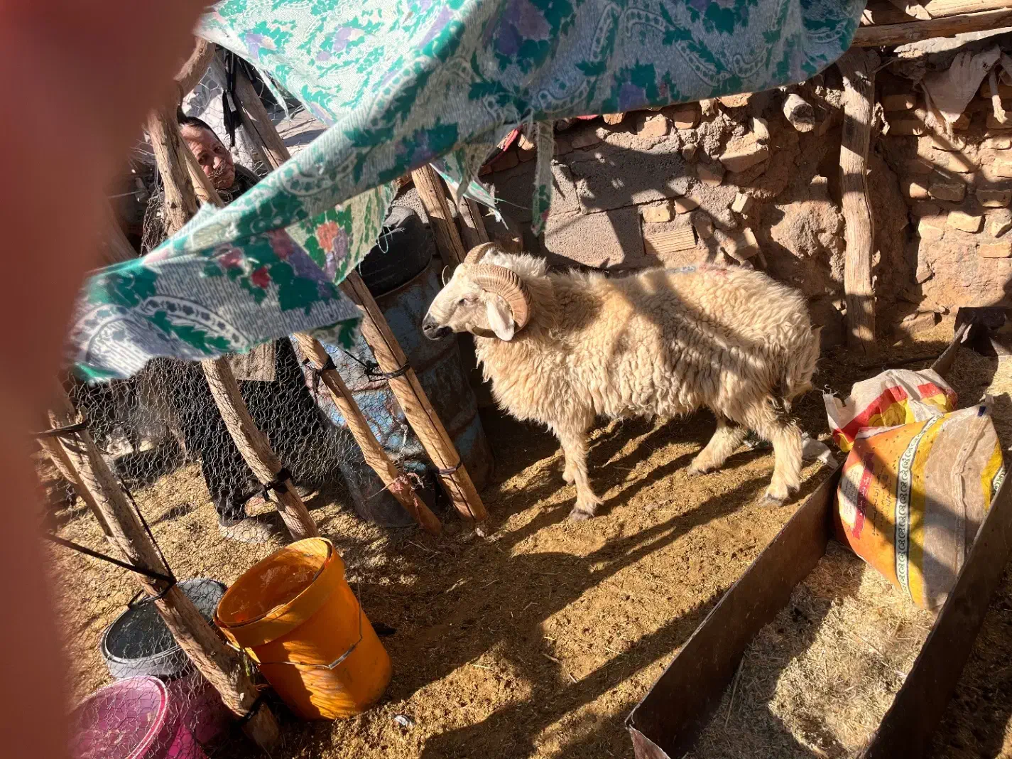 قوچ ونری|حیوانات مزرعه|سیرجان, |دیوار