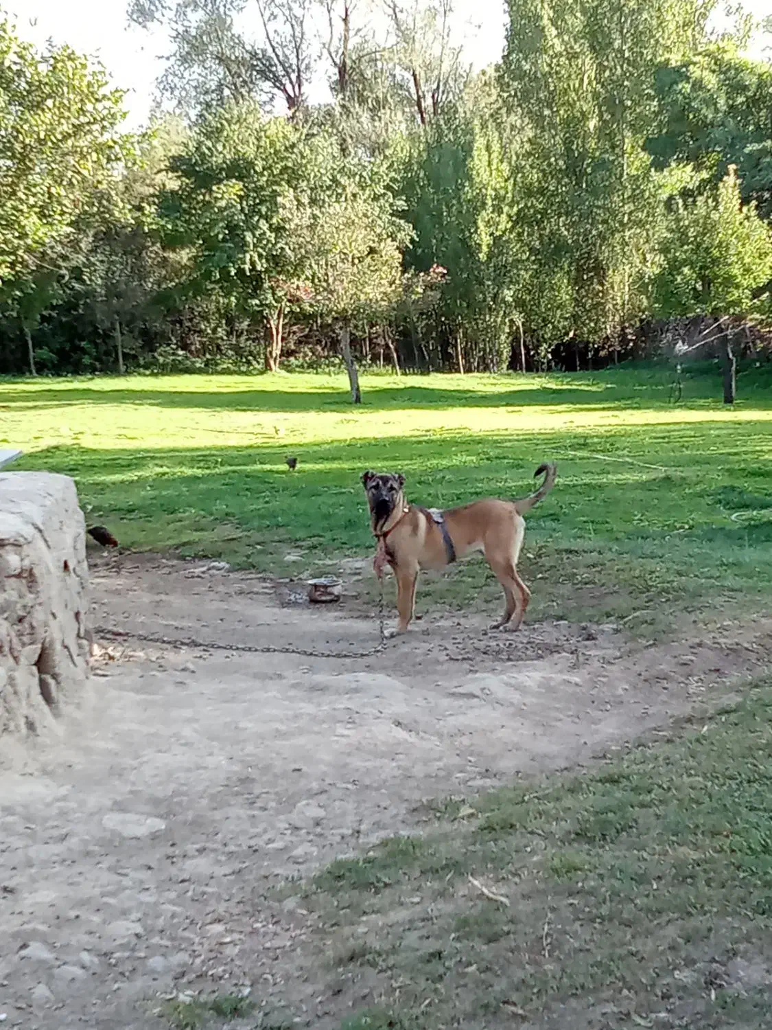 توله سگ سرابی 5ماه قیمت 15000000|سگ|اردبیل, |دیوار