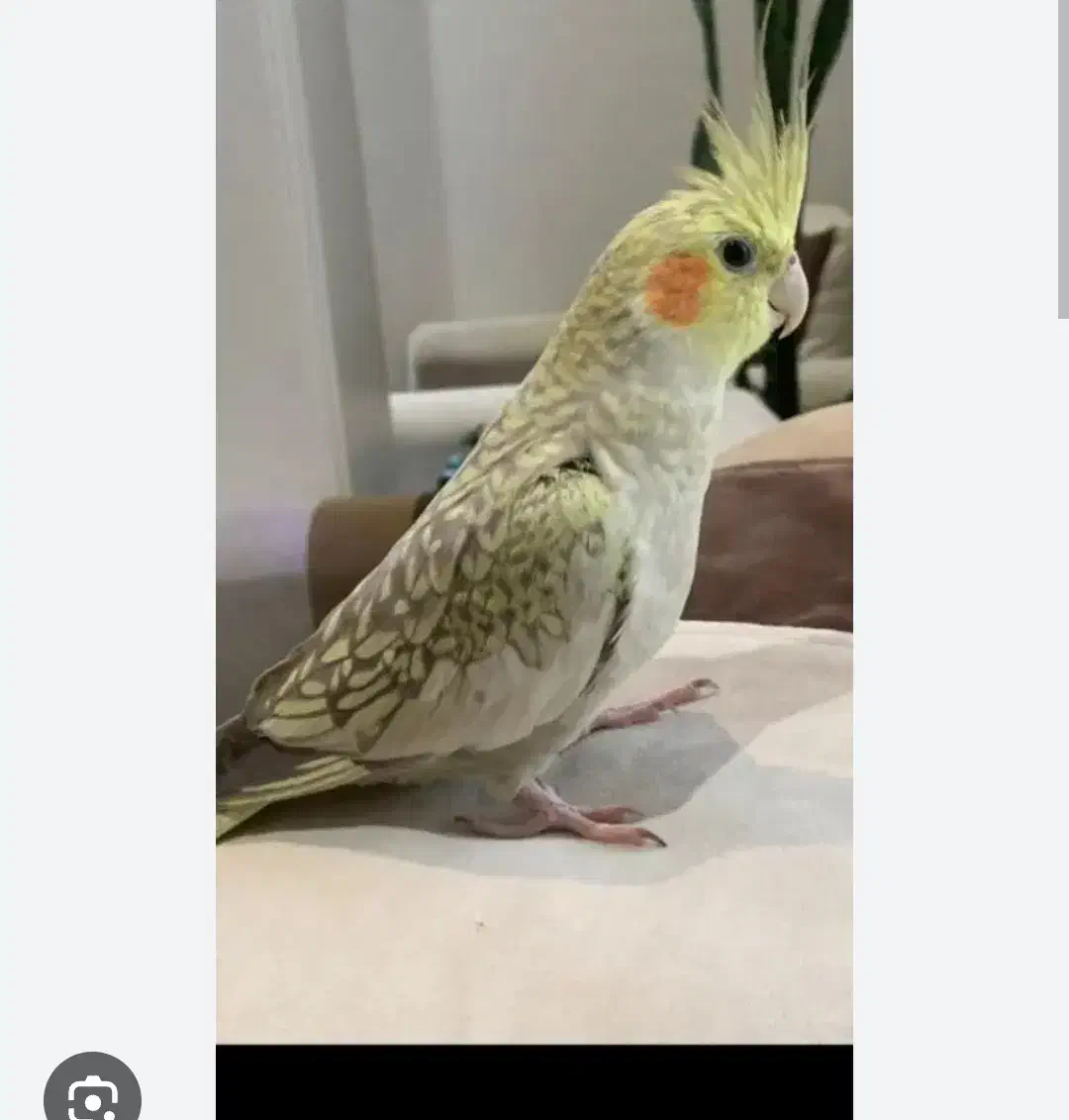 عروس هلندی گم شده|حیوانات|قدس, شهر‌قدس|دیوار