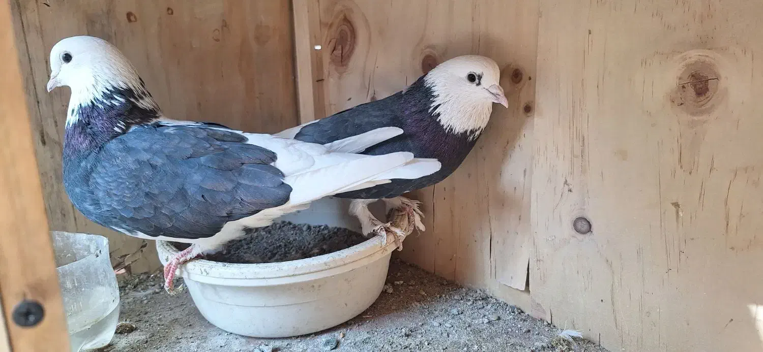 ۶ عدد کفتر عالی|پرنده|بومهن, |دیوار