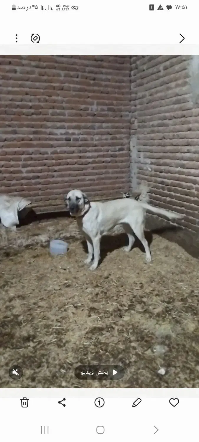 سگ م|سگ|مراغه, |دیوار