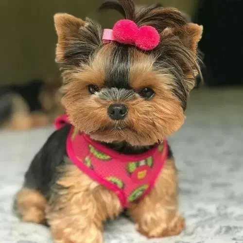 سگ آپارتمانی نژاد یورکشایر|سگ|محمدشهر, محمدشهر|دیوار