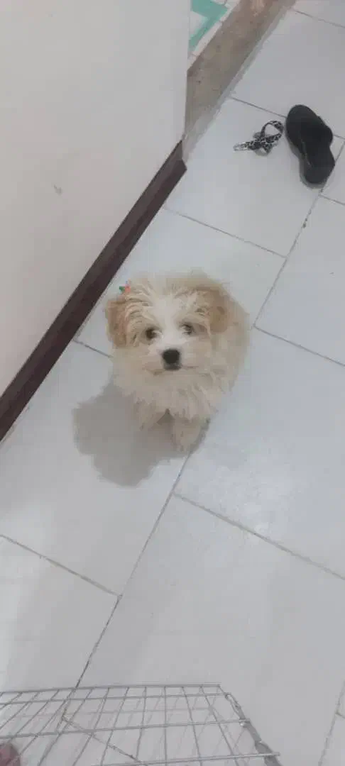 سگ اشپیتز|سگ|پردیس, فاز ۲|دیوار