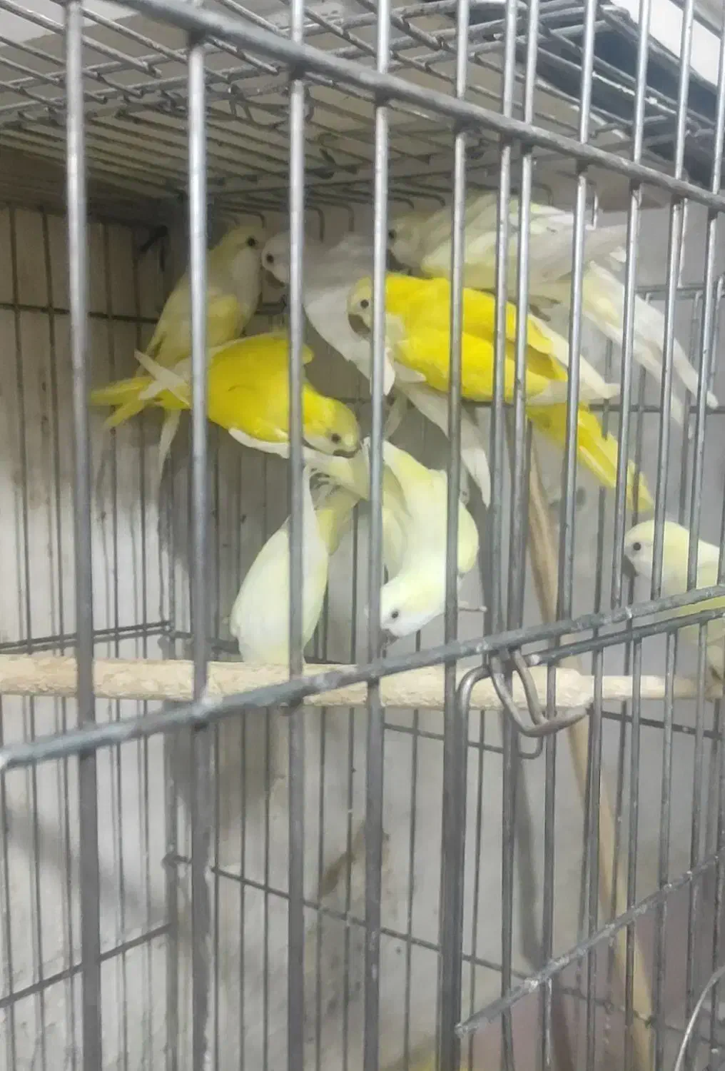 راهب های ماده ـفقط معاوضه با نر|پرنده|کاشان, مشکات|دیوار