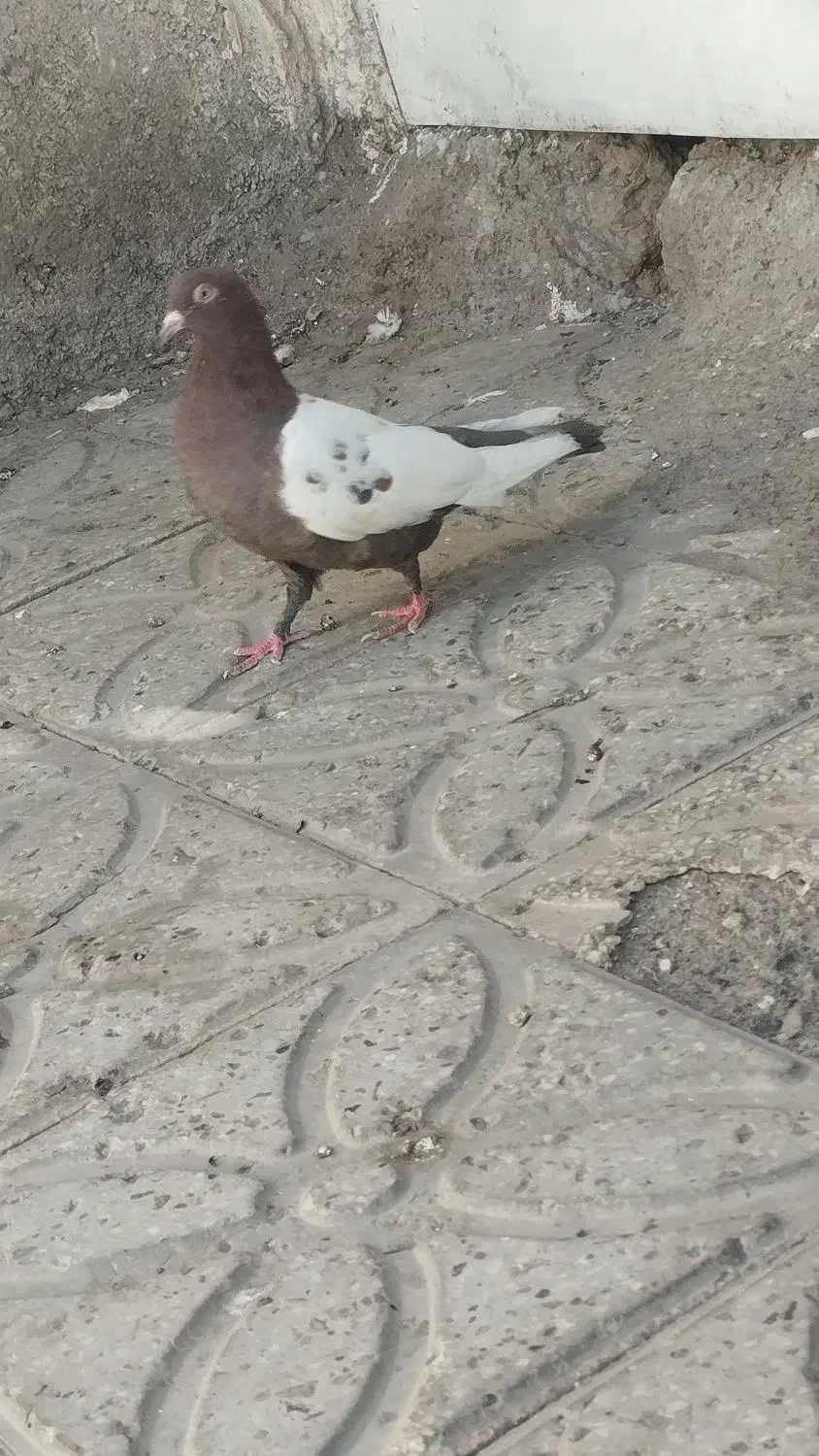 ماده سینه سرخ|پرنده|قائن, |دیوار