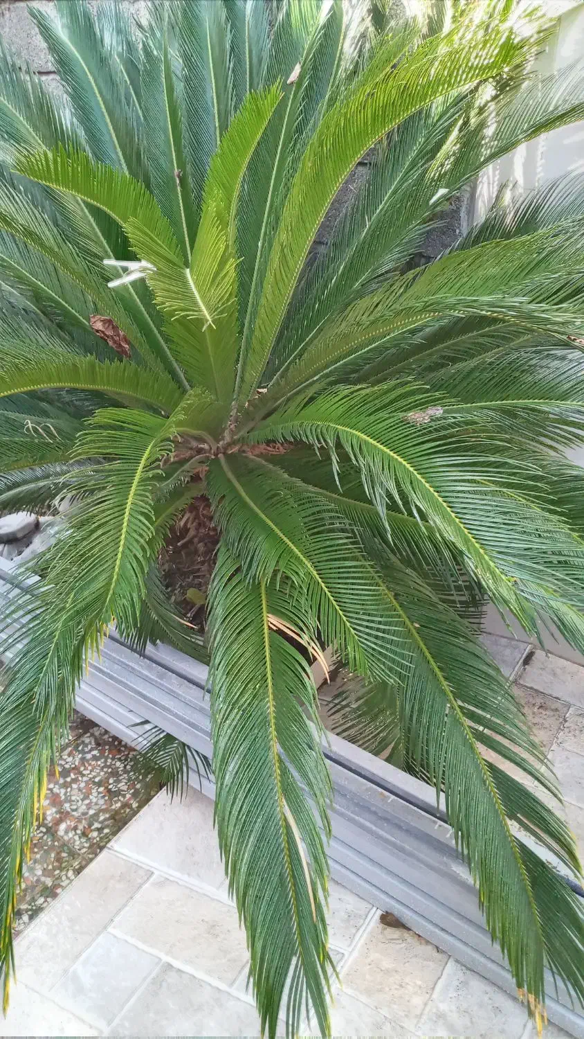 گل سیکاس|گل و گیاه طبیعی|لنگرود, |دیوار