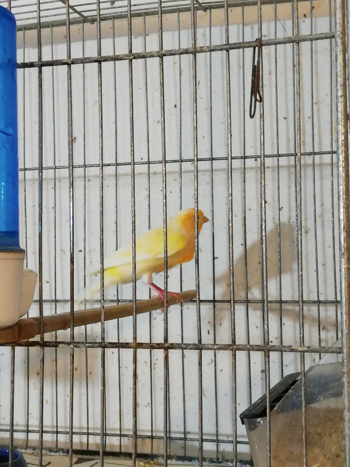 ماده|پرنده|بجنورد, |دیوار