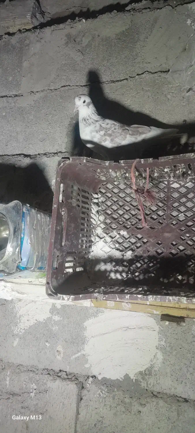 کفتر|پرنده|مرادلو, |دیوار