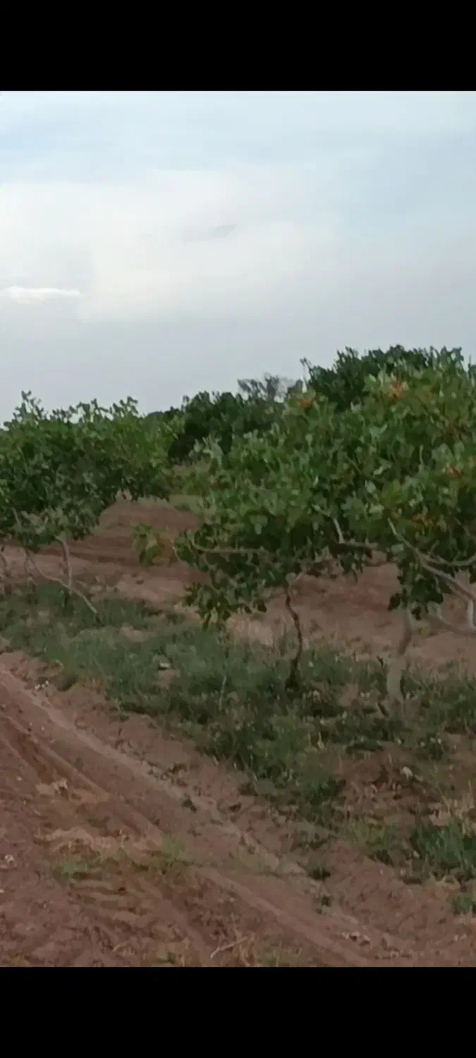 باغ پسته|فروش زمین و ملک کلنگی|نوده انقلاب, |دیوار