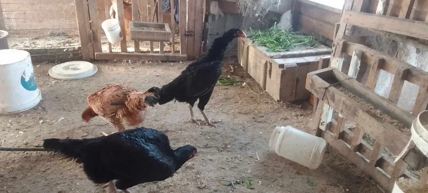 فروش مرغ وخروس لاری ترک|حیوانات مزرعه|نوشهر, |دیوار