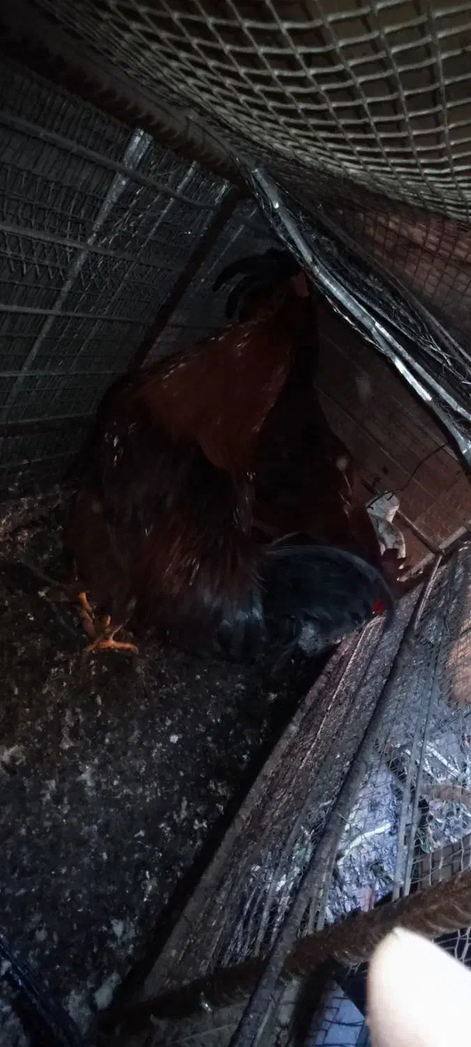 مرغ و خروس|حیوانات مزرعه|تهران, منیریه|دیوار