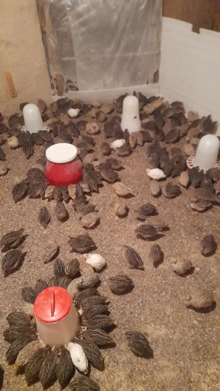 فروش فوری بلدرچین|حیوانات مزرعه|سرپل ذهاب, |دیوار