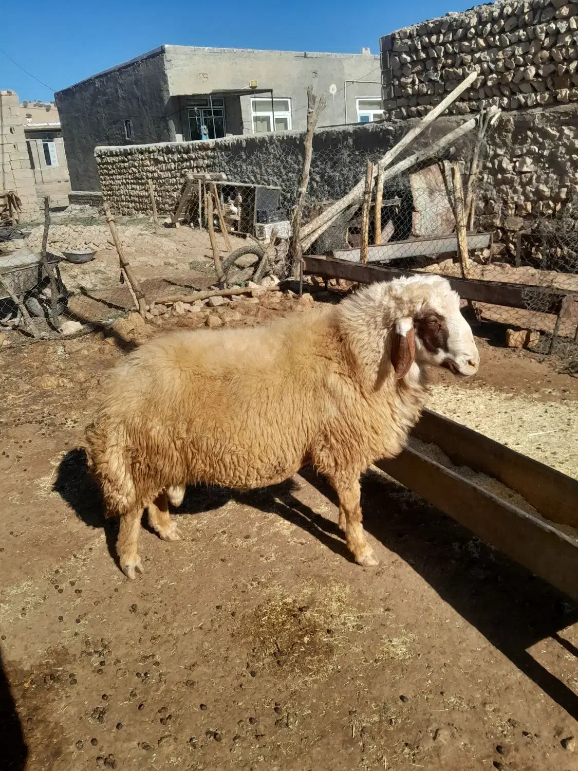 قوچ|حیوانات مزرعه|اسلام‌‌آباد غرب, |دیوار